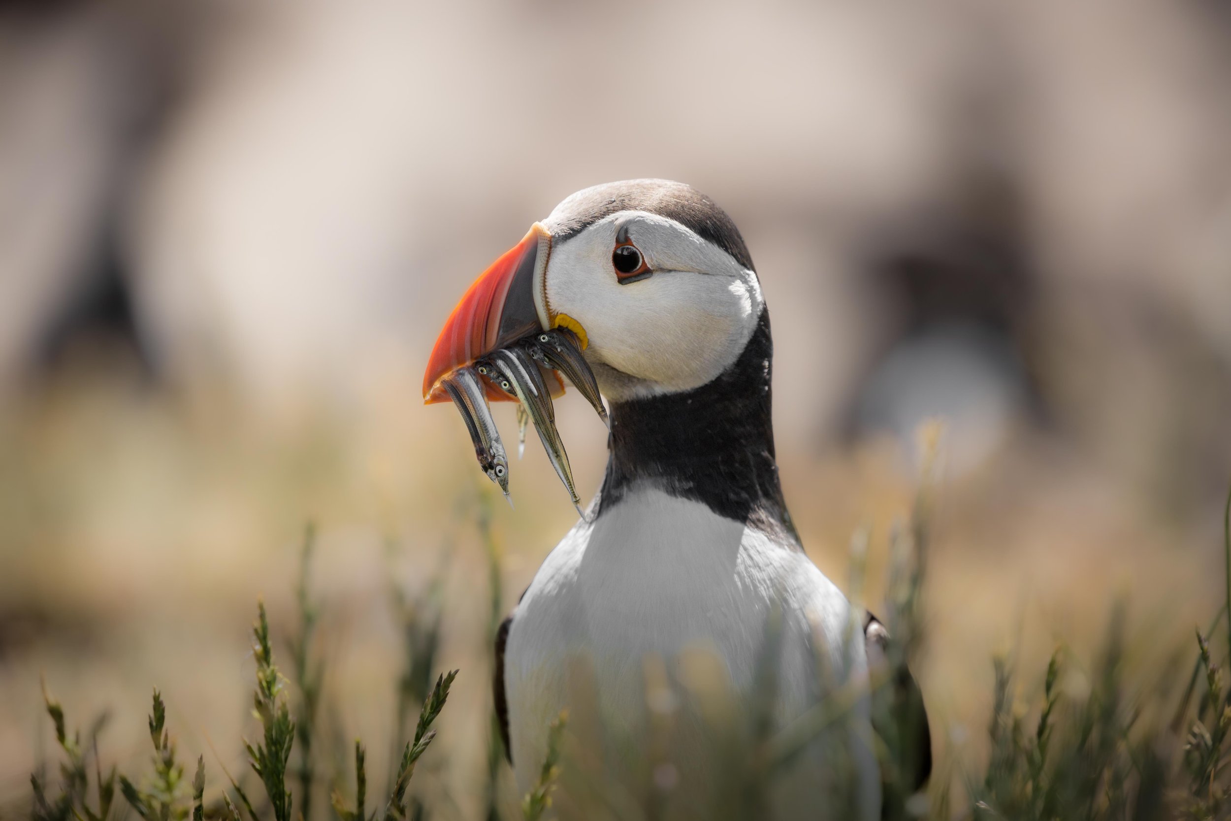 Puffin with sand eels in beak